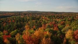 5.5K aerial stock footage flying over colorful fall trees in a forest, autumn, Blue Hill, Maine Aerial Stock Footage | AX149_045