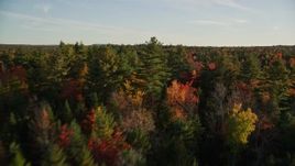 5.5K aerial stock footage flying over forest of evergreens and fall foliage, autumn, Blue Hill, Maine Aerial Stock Footage | AX149_052E
