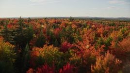 5.5K aerial stock footage flying low over a forest with colorful fall trees, Blue Hill, Maine Aerial Stock Footage | AX149_057E