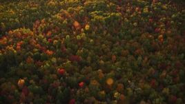 5.5K aerial stock footage of a bird's eye view flying over colorful forest in autumn, Searsmont, Maine, sunset Aerial Stock Footage | AX149_184E