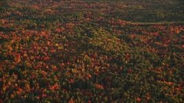 5.5K aerial stock footage flying by forest of colorful trees in autumn, Searsmont, Maine, sunset Aerial Stock Footage | AX149_187
