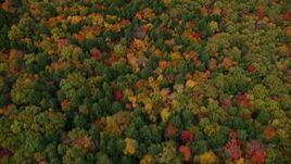 5.5K aerial stock footage of a bird's eye view over brightly colored forest in autumn, Buckfield, Maine Aerial Stock Footage | AX150_071E