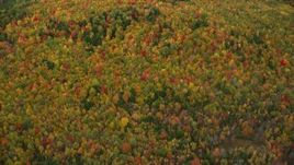5.5K aerial stock footage of a bird's eye view flying over dense, colorful forest in autumn, Norway, Maine Aerial Stock Footage | AX150_112E