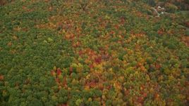5.5K aerial stock footage of a bird's eye view flying over dense, brightly colored forest, autumn, Lovell, Maine Aerial Stock Footage | AX150_136