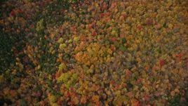 5.5K aerial stock footage of a bird's eye view flying over a colorful forest in autumn, Ryegate, Vermont Aerial Stock Footage | AX150_315E