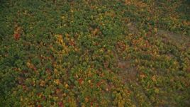 5.5K aerial stock footage of a bird's eye view over brightly colored forest, autumn, Wilmot, New Hampshire Aerial Stock Footage | AX151_117E