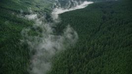 5.5K aerial stock footage of bird's eye view of mist over a creek, and evergreen forest in the Cascade Range, Hood River County, Oregon Aerial Stock Footage | AX154_053E