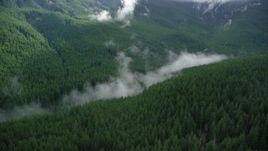 5.5K aerial stock footage of mist hanging over evergreen trees at the bottom of a canyon in the Cascade Range, Hood River County, Oregon Aerial Stock Footage | AX154_056