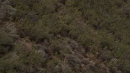 5K aerial stock footage of tracking a hawk flying over scorched slopes and surviving trees in the Santa Monica Mountains, California Aerial Stock Footage | AX42_007