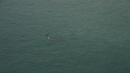 5K aerial stock footage track dolphins swimming in the Pacific Ocean near Malibu, California Aerial Stock Footage | AX42_070