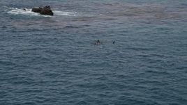 5K aerial stock footage of orbiting seals in the Pacific Ocean, Malibu, California Aerial Stock Footage | AX42_091