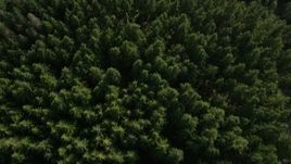 5K aerial stock footage of a bird's eye flying over an evergreen forest, King County, Washington Aerial Stock Footage | AX48_072