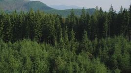 5K aerial stock footage of flying low over an evergreen forest, King County, Washington Aerial Stock Footage | AX48_073