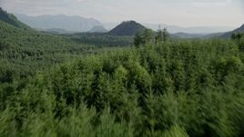 5K aerial stock footage of flying over dense evergreen forest in King County, Washington Aerial Stock Footage | AX48_076E