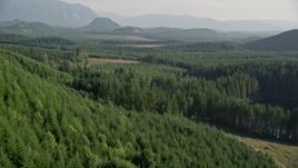 5K aerial stock footage fly over dense evergreen forest with a few clear cut logging areas in King County, Washington Aerial Stock Footage | AX48_079