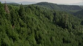 5K aerial stock footage of a vast evergreen forest on a ridge in the Cascade Range, Washington Aerial Stock Footage | AX48_082E
