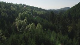 5K aerial stock footage fly low over deciduous and evergreen trees in a dense forest, King County, Washington Aerial Stock Footage | AX48_090