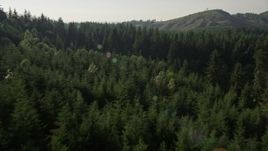 5K aerial stock footage fly low over a cluster of deciduous trees and evergreen forest in King County, Washington Aerial Stock Footage | AX48_091E
