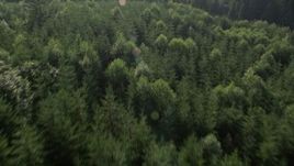5K aerial stock footage of bird's eye view of evergreen forest, reveal a clear cut area, King County, Washington Aerial Stock Footage | AX48_093