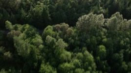 5K aerial stock footage of bird's eye view of evergreen trees and a clearing, tilt to wide view of King County, Washington Aerial Stock Footage | AX49_001E