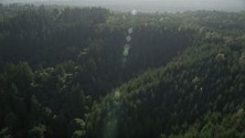 5K aerial stock footage video fly over an evergreen forest in King County, Washington Aerial Stock Footage | AX49_021