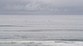 5K aerial stock footage of seagulls flying over the Pacific Ocean, Long Beach, Washington Aerial Stock Footage | AX56_135