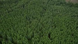 5K aerial stock footage tilt to a bird's eye view of evergreen forest in Pacific County, Washington Aerial Stock Footage | AX56_160