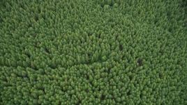 5K aerial stock footage of a bird's eye view of an evergreen forest in Pacific County, Washington Aerial Stock Footage | AX56_162
