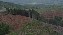 5K aerial stock footage of evergreen trees on the edge of a logging area in Pacific County, Washington Aerial Stock Footage | AX56_165