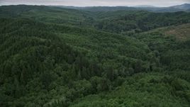 5K aerial stock footage of a forest of evergreen trees in Pacific County, Washington Aerial Stock Footage | AX56_177E