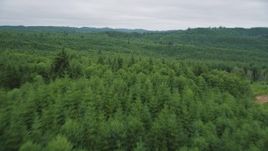 5K aerial stock footage fly between towering trees and over a forest of evergreens in Pacific County, Washington Aerial Stock Footage | AX56_181