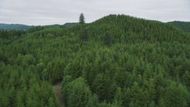 5K aerial stock footage fly over evergreen forest and hills in Pacific County, Washington Aerial Stock Footage | AX56_183