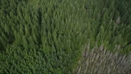 5K aerial stock footage of a bird's eye view of an evergreen forest in Shelton, Washington Aerial Stock Footage | AX58_006