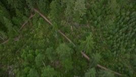 5K aerial stock footage of bird's eye view of evergreens, and reveal dirt roads in Gig Harbor, Washington Aerial Stock Footage | AX58_041
