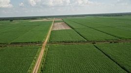 5K aerial stock footage of flying over harvested areas and sugar cane fields, Vacherie, Louisiana Aerial Stock Footage | AX60_051