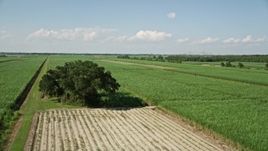 5K aerial stock footage flyby a lone tree and over by sugar cane fields, Vacherie, Louisiana Aerial Stock Footage | AX60_053E