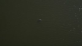 5K aerial stock footage track an alligator swimming in a river in St. John the Baptist Parish, Louisiana Aerial Stock Footage | AX60_076E
