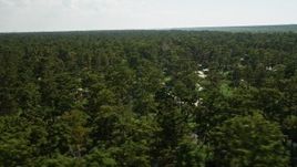 5K aerial stock footage of passing by trees and water in a swamp in St. John the Baptist Parish, Louisiana Aerial Stock Footage | AX60_081