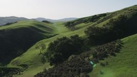 4K aerial stock footage Flying over tall trees on green hills in Hollister, California Aerial Stock Footage | AX70_123