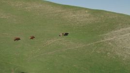 4K aerial stock footage Longhorn cattle running in the hills in Hollister, California Aerial Stock Footage | AX70_127