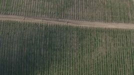 4K aerial stock footage Bird's eye of roads and vines at a vineyard in Paicines, California Aerial Stock Footage | AX70_137