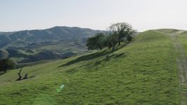 4K aerial stock footage Orbit trees on a hilltop in Paicines, California Aerial Stock Footage | AX70_146