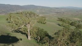 4K aerial stock footage Orbit a group of trees on a hilltop in Paicines, California Aerial Stock Footage | AX70_147