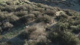 4K aerial stock footage Track wild boar running over a hilltop in Paicines, California Aerial Stock Footage | AX70_149