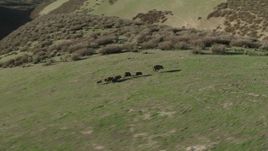 4K aerial stock footage Track wild boar racing across a hill and through brush in Paicines, California Aerial Stock Footage | AX70_151