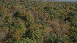 4K aerial stock footage of flying over lush forest in autumn, East Haven, Connecticut Aerial Stock Footage | AX91_154