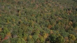 4K aerial stock footage of flying over lush forest in autumn, Lake Gallard, Connecticut Aerial Stock Footage | AX91_165