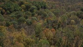 4K aerial stock footage of flying over lush forest in autumn, Lake Gallard, Connecticut Aerial Stock Footage | AX91_168
