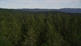 5K aerial stock footage of flying over evergreen forest and mountains at Point Reyes National Seashore, Olema, California Aerial Stock Footage | AXSF06_065