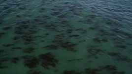 5K aerial stock footage of flying over kelp forests, tilt to reveal coastline, Santa Cruz, California Aerial Stock Footage | AXSF15_092